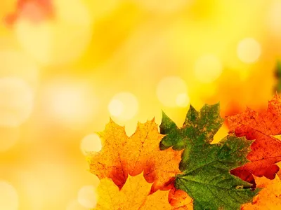 Осенний фон. Рамка для текста, украшенного осенними листьями . Векторное  изображение ©teirin-toys 118506998