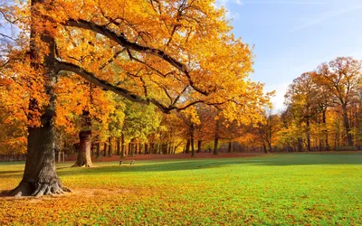 Осенние листья в луже. Погода дождливая осень. Фон осени Стоковое Фото -  изображение насчитывающей конспектов, ветрено: 198845864