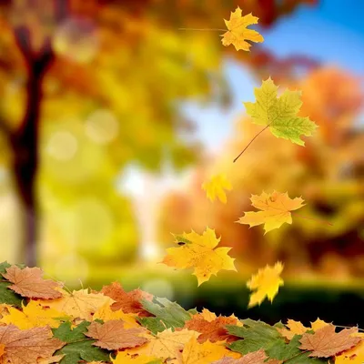 осенний фон с кленовыми листьями Stock Vector | Adobe Stock