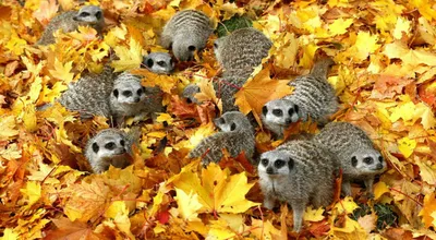 Осенний декор с животными для украшения группы к осени в детском саду |  скачать и распечатать