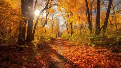 Леса осенью (58 фото) - 58 фото