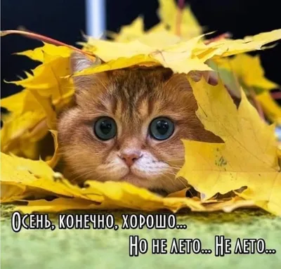 История одних листьев #осень... - Мемы/Комиксы/Приколы | Facebook