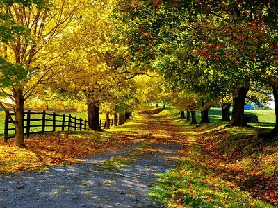 Картинки осень, Природа, парк, аллея,лавочки,деревья, небо, природа - обои  1600x900, картинка №27860