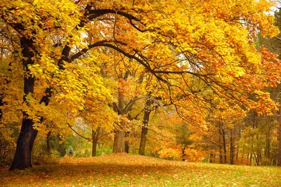Фото Осень Природа сезон года