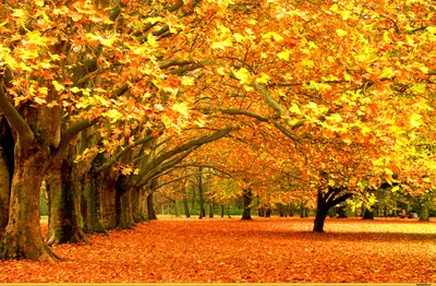Обои Осень Природа Дороги, обои для рабочего стола, фотографии осень,  природа, дороги, деревья, дорожка, аллея Обои для рабочего стола, скачать  обои картинки заставки на рабочий стол.