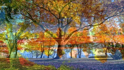 Желтые красные осенние обои. Осенью природа леса. Стоковое Фото -  изображение насчитывающей конструкция, желтый: 194011668