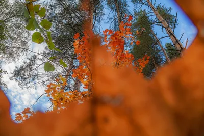 Осенняя природа - 75 фото