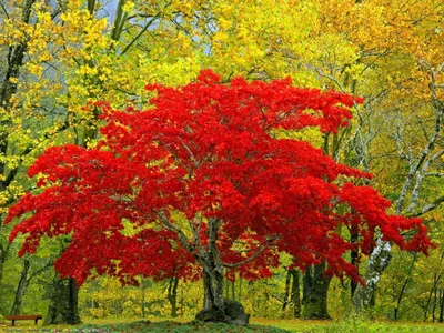 Осень самая красивая природа - 57 фото