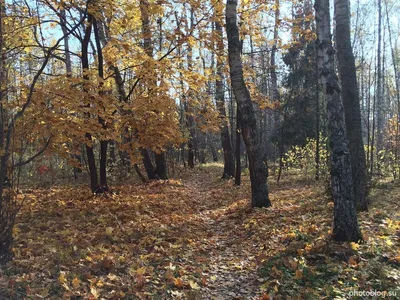 Природа, осень, деревья, озеро, туман обои для рабочего стола, картинки,  фото, 1920x1200.