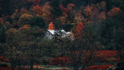 Золотая осень | Природа, Фотографии, Осень