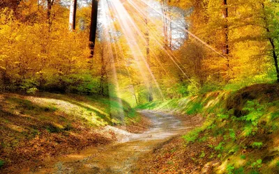 Обои яркое солнце, осень, лес, деревья, холмы, природа на рабочий стол