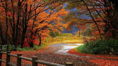 Обои для рабочего стола - Лес, Природа, Осень | ТОП Бесплатно заставки