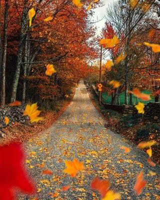 Обои на телефон дорога, лес, деревья, осень, природа - скачать бесплатно в  высоком качестве из категории \"Природа\"
