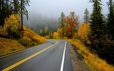 Осенний лес, фон для рабочего стола, туман, деревья, лес, осень, природа  обои, фото, картинки