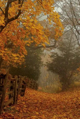 Осень...романтика :: Светлана Светленькая – Социальная сеть ФотоКто