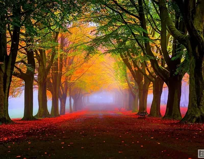 Осень. Деревня. Поселок. Природа. Сквозь деревья. Романтика | Природа,  Романтика, Путешествия