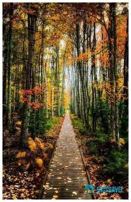 Самые красивые места планеты - Осень в Онтарио, Канада. | Facebook