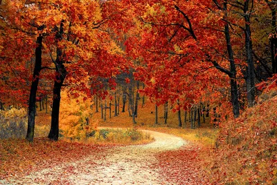 Где самая красивая осень. 16 мест, в которых осенью и впрямь «очей  очарованье»