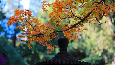 Цветы осени - самые красивые Стоковое Изображение - изображение  насчитывающей листья, естественно: 159662539