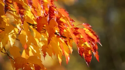 Скачать обои листва, осень, клен, foliage, autumn разрешение 1280x800 #19700