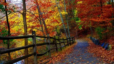 Картинки вода, деревья, дороги, листья, осень, природа, широкоформатные -  обои 1920x1080, картинка №133568