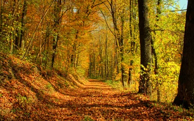 File:032529 (Лес, деревья, осень, листья).jpg - Wikimedia Commons