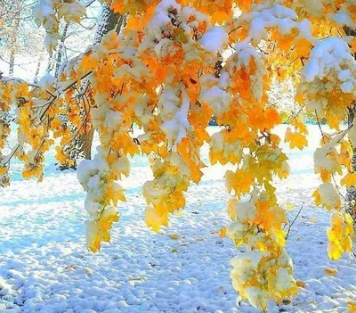 Снежная осень картинки - 66 фото