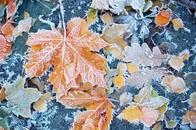Первый снег в Подмосковье и золотая осень. Яркие фото и мысли про осеннюю  красоту и тепло | Уникальная Россия | Дзен