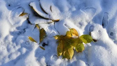Осень, первый снег пошёл , …» — создано в Шедевруме