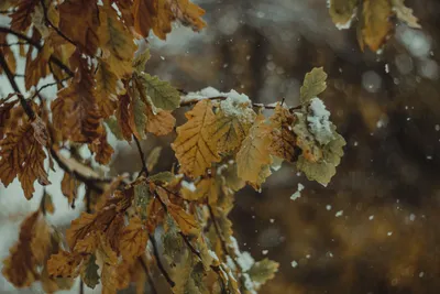 Осень, в лесу выпал первый снег, …» — создано в Шедевруме