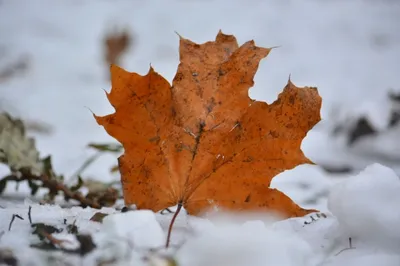 Осенний пейзаж со снегом (47 фото) - 47 фото