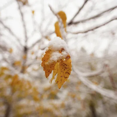 Еще в одном регионе выпал первый снег - РИА Новости, 12.10.2020