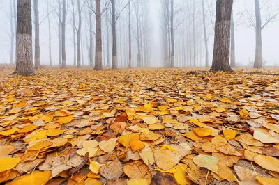 Осенний лес панорама - 53 фото
