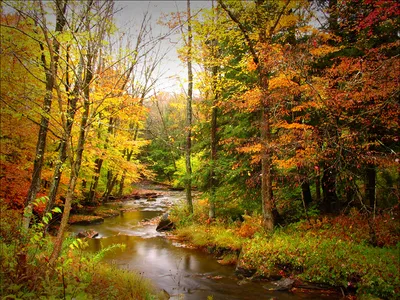 Картина \"Золотая осень в лесу \" | Интернет-магазин картин \"АртФактор\"