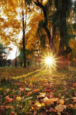 Картина Картина маслом \"Осенний лес в лучах солнца\" 50x60 AR190706 купить в  Москве