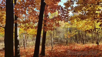 осенний лес с листьями на земле, осенняя картинка для печати, Распечатать,  картина фон картинки и Фото для бесплатной загрузки
