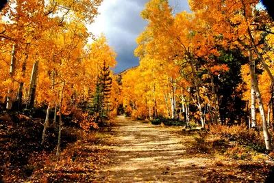 Лесная дорога осень (52 фото) - 52 фото