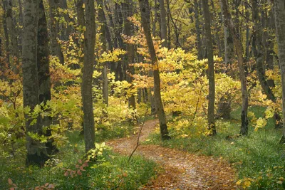 Осень в лесу - обои для рабочего стола, картинки, фото