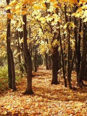 Тропинка в осеннем лесу. Фотограф Александр Жарников