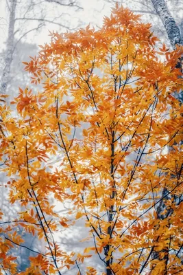 Осенний лес стоковое фото ©sborisov 31594237