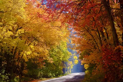 Фотография Осень Природа Леса Дороги Деревья