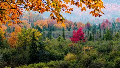 женщина со спины осенью в лесу. насладитесь желтыми и оранжевыми листьями.  кавказские взрослые девушки счастливы в парке. Стоковое Фото - изображение  насчитывающей мило, вакханические: 221839840