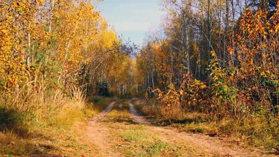 Осенний лес растений PNG , осень, падать, растение PNG картинки и пнг PSD  рисунок для бесплатной загрузки