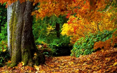 Легкий рисунок осенний лес - 52 фото