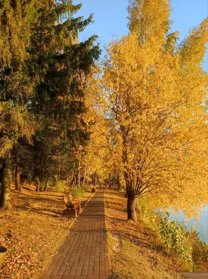 Здравствуй, осень золотая | Ядринский муниципальный округ Чувашской  Республики