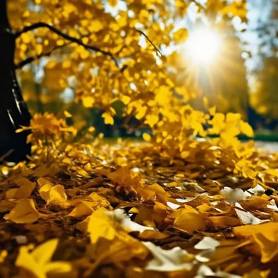 Почему осень золотая, какими факторами помимо изменения цвета листвы  обусловлено появление этого выражения?