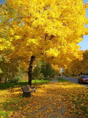 Золотая осень в Парке-дендрарии
