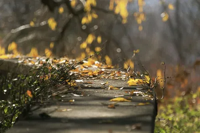 Осень золотая. Photographer Shadow Anna