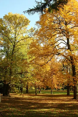 Обои Золотая осень листья, желтые, лес, деревья, дорожки, солнечного света  2560x1600 HD Изображение