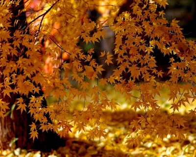Картинки золотая осень, листья, природа, деревья, свет - обои 1280x1024,  картинка №146761
